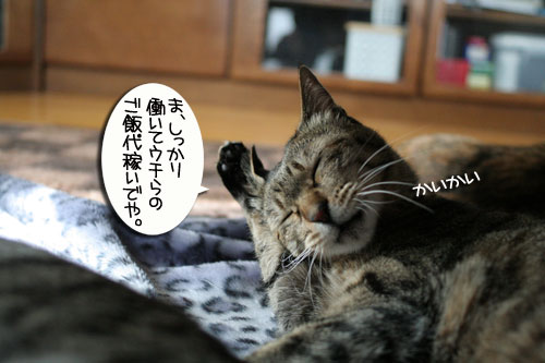 もらって嬉しい・・・_d0355333_16454198.jpg