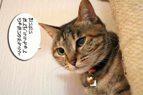 笑子がデビュー?!_d0355333_16454546.jpg