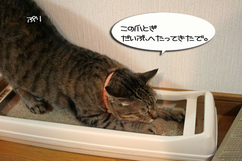 笑子がデビュー?!_d0355333_16454636.jpg