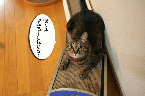 笑子がデビュー?!_d0355333_16454726.jpg