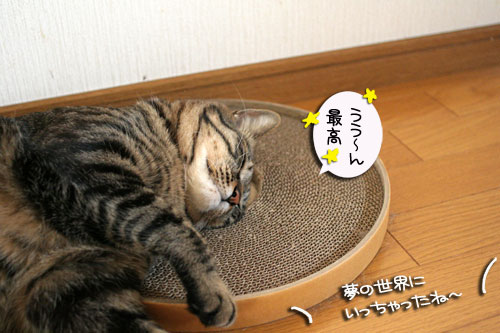 仲良く使ってよね_d0355333_16455539.jpg