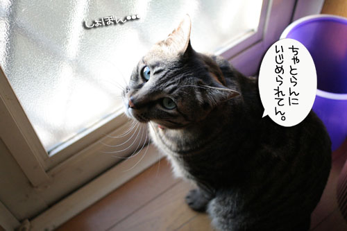仲良く使ってよね_d0355333_16455917.jpg