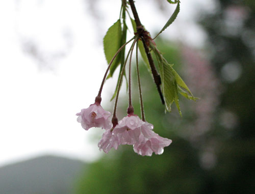 雨の京都にて_d0355333_16462016.jpg