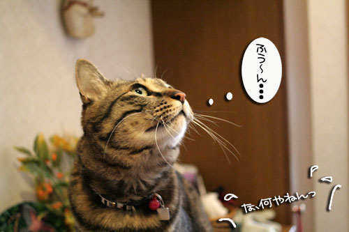 お手伝いしたィ~ず_d0355333_16462634.jpg