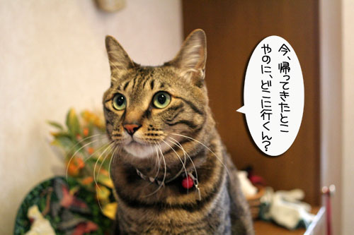 お手伝いしたィ~ず_d0355333_16462654.jpg