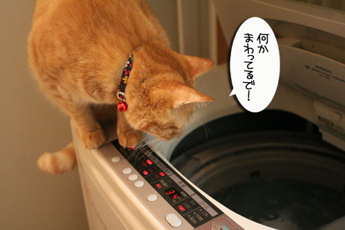 お手伝いしたィ~ず_d0355333_16462949.jpg