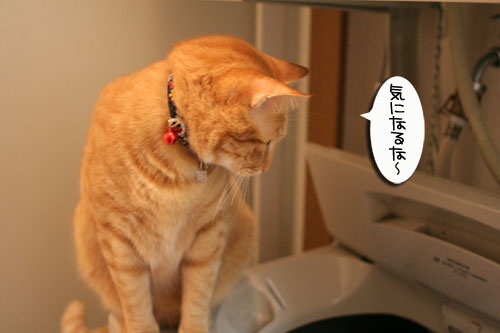 お手伝いしたィ~ず_d0355333_16463097.jpg