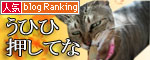 遅くなる日は、これでOK★赤ちゃん猫動画つき_d0355333_16463565.jpg