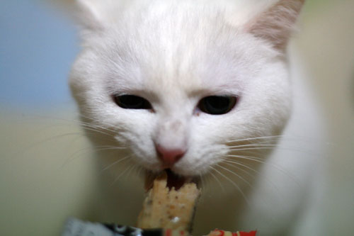 白にゃんずとヤバイのは何故?_d0355333_16464790.jpg