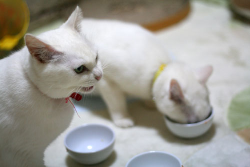 白にゃんずとヤバイのは何故?_d0355333_16464868.jpg