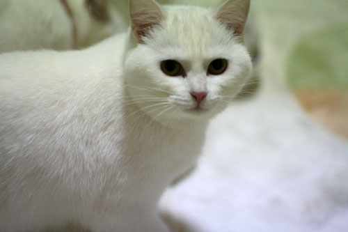 白にゃんずとヤバイのは何故?_d0355333_16464914.jpg