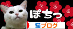 白にゃんずとヤバイのは何故?_d0355333_16465193.jpg