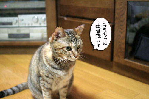 白にゃんずとヤバイのは何故?_d0355333_16465337.jpg