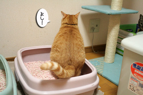 ヤバイ理由_d0355333_16465894.jpg