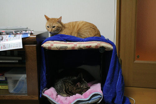 ハルさんの心訓と大阪行政HPが再開_d0355333_16471012.jpg