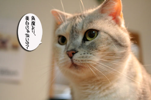 ナイトミルクの効用は?_d0355333_16471588.jpg