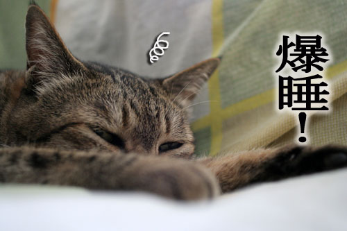 ナイトミルクの効用は?_d0355333_16471739.jpg