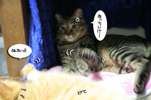 猫マンション1階の揉め事の結末は_d0355333_16472138.jpg