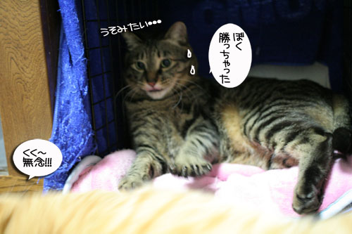猫マンション1階の揉め事の結末は_d0355333_16472142.jpg