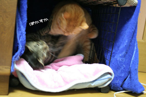 猫マンション1階の揉め事の結末は_d0355333_16472219.jpg