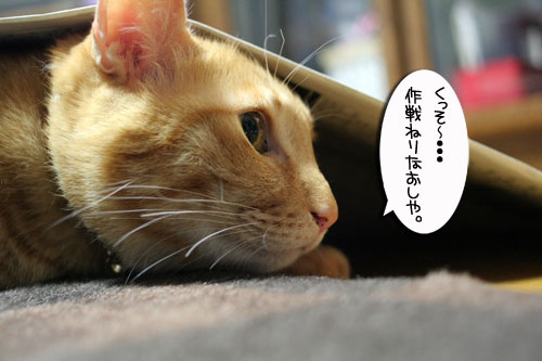 猫マンション1階の揉め事の結末は_d0355333_16472310.jpg