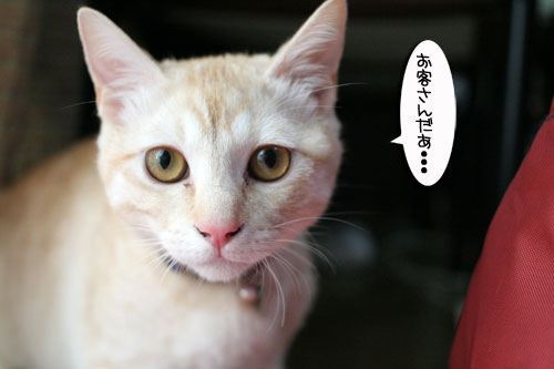 幸せなちびっ子たち_d0355333_16472435.jpg