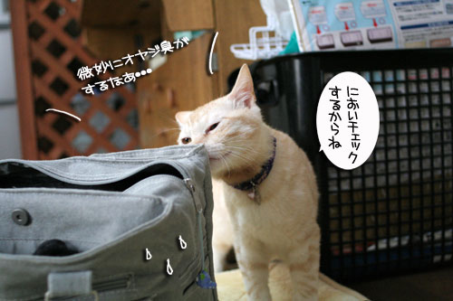 幸せなちびっ子たち_d0355333_16472714.jpg