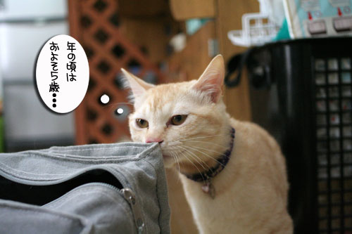 幸せなちびっ子たち_d0355333_16472781.jpg
