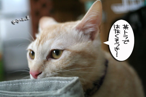 幸せなちびっ子たち_d0355333_16472789.jpg