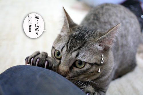 幸せなちびっ子たち_d0355333_16472943.jpg