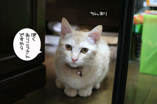 幸せなちびっ子たち_d0355333_16472989.jpg