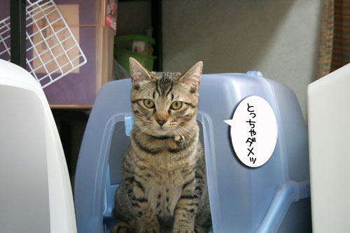 幸せなちびっ子たち_d0355333_16473062.jpg