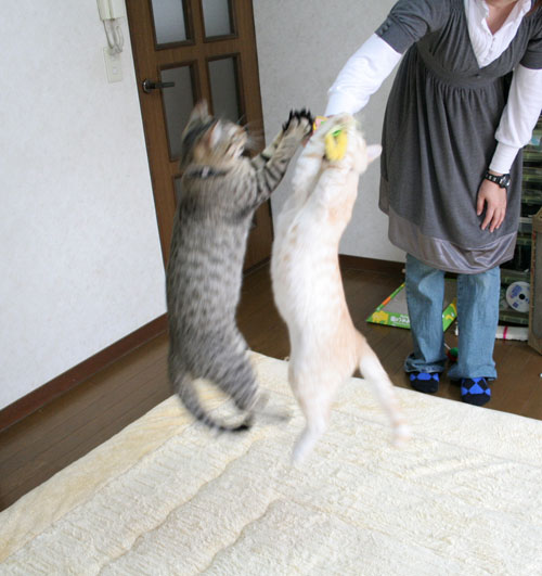 幸せなちびっ子たち_d0355333_16473411.jpg