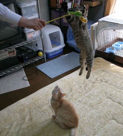 幸せなちびっ子たち_d0355333_16473479.jpg