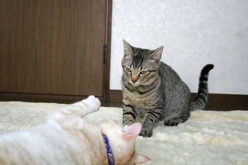 幸せなちびっ子たち_d0355333_16473769.jpg