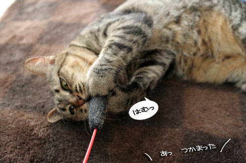 みんなで遊ぼうね_d0355333_16474266.jpg