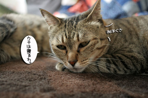 みんなで遊ぼうね_d0355333_16474421.jpg