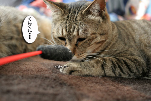 みんなで遊ぼうね_d0355333_16474491.jpg