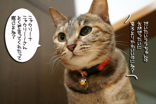 ピン芸猫から猫ドルへの道?_d0355333_16475175.jpg