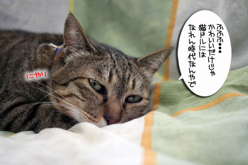 ピン芸猫から猫ドルへの道?_d0355333_16475230.jpg