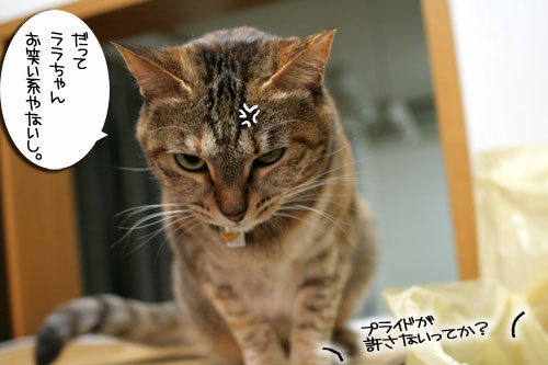 ピン芸猫から猫ドルへの道?_d0355333_16475253.jpg