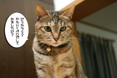 ピン芸猫から猫ドルへの道?_d0355333_16475299.jpg
