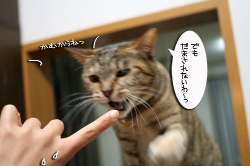 ピン芸猫から猫ドルへの道?_d0355333_16475395.jpg