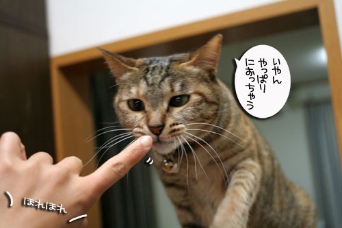 ピン芸猫から猫ドルへの道?_d0355333_16475396.jpg