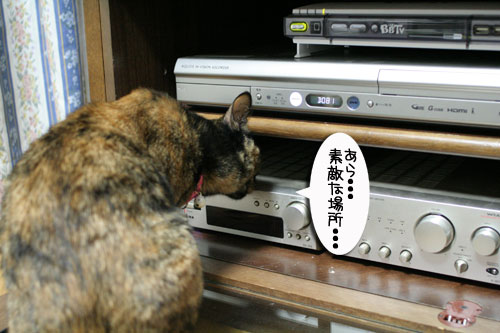 入っちゃダメぇっ!_d0355333_16480512.jpg