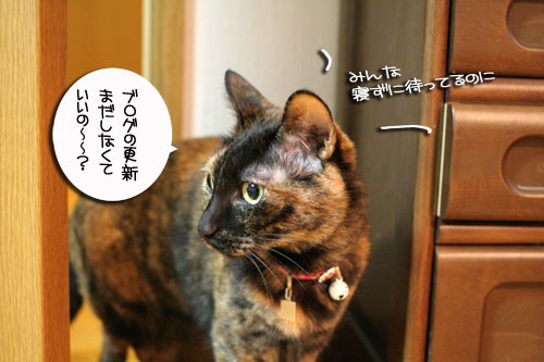 入っちゃダメぇっ!_d0355333_16480597.jpg