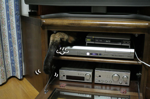 入っちゃダメぇっ!_d0355333_16480662.jpg