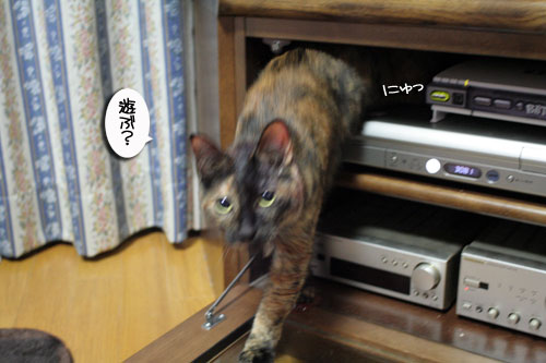 入っちゃダメぇっ!_d0355333_16480850.jpg