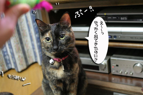 入っちゃダメぇっ!_d0355333_16480936.jpg