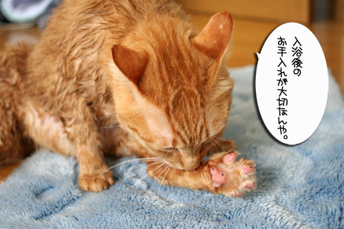 きれい好き・・・だけど。_d0355333_16481100.jpg